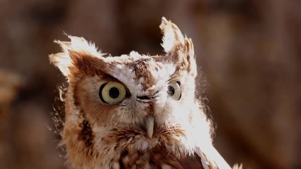 Close up of a cute and fuzzy Eastern Screech Owl
