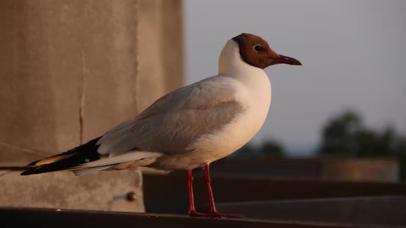 Seagull Sitting on Railing. Bird Looks Around While Sits on the Railing