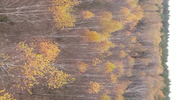 Vertical Video of a Forest Landscape on an Autumn Day in Ukraine