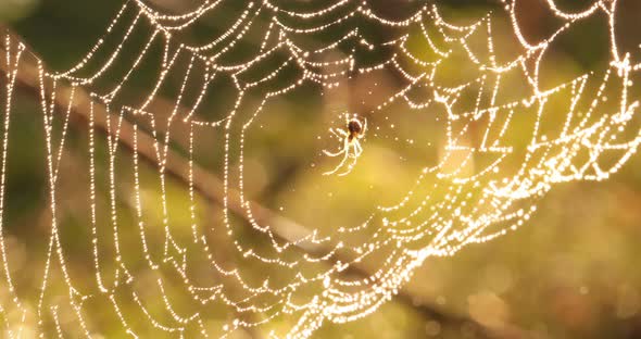 Raindrops on the Spider Web. Cobwebs in Small Drops of Rain.
