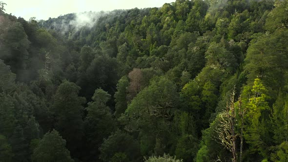 Soaring over the rainforest and through the fog one early morning in Tasmania Australia