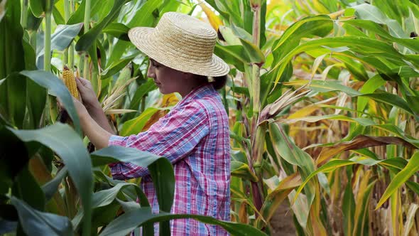 Farmer looking at the germination of young corn in the field. Analyzes this year's yield.