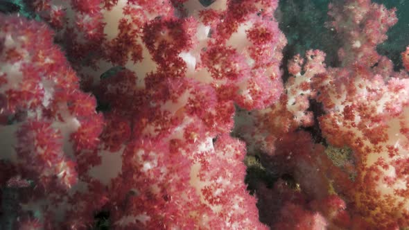 Scuba divers view swimming through an underwater forest of colourful sponges and coral.