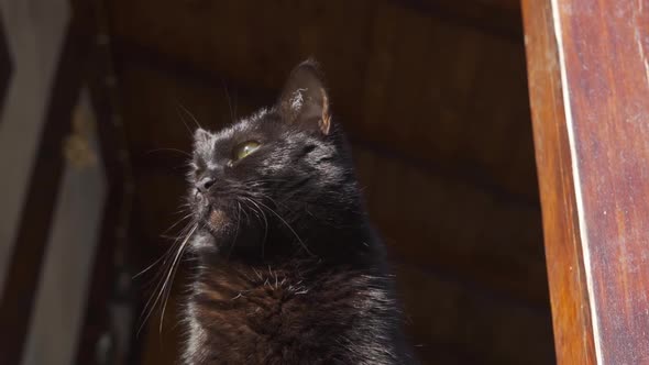 Serious Black Cat Looks Into the Distance and Licks Its Lips in Slow Motion