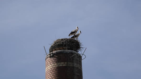 Two Storks Standing in Their Nest Build on Top of an Old Factory Chimney in the Middle of a Town