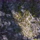 Drone view of burned trees in forest on the cliffs. White trees. Backgrounds and textures - VideoHive Item for Sale