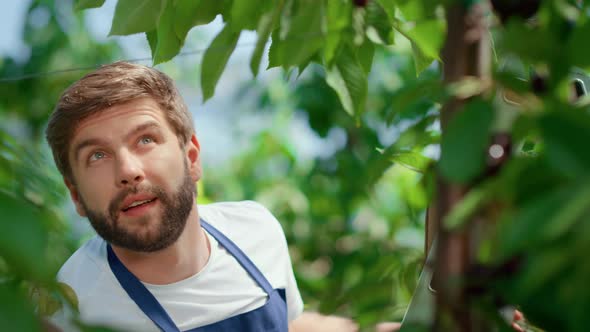 Garden Worker Picking Berry Branches in Horticultural Sunny Plantation Portrait