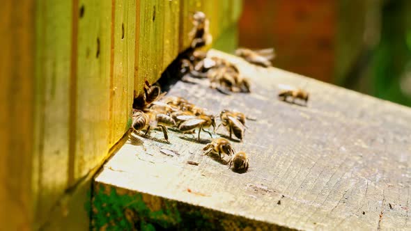 Closeup of bees enetre to yellow beehive in sunny day, Poland