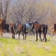 Herd of wild horses - VideoHive Item for Sale