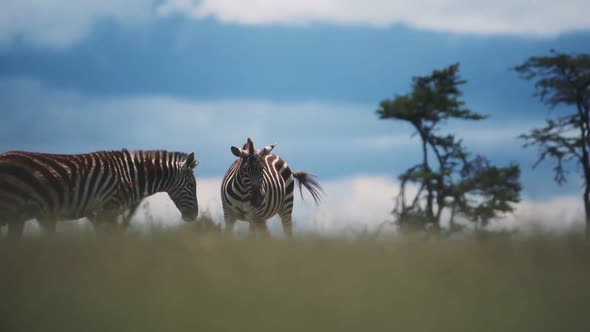 A Group Of Zebra Walking Around The Grassland In El K Safari In Kenya Under The Warm Weather. -wide 