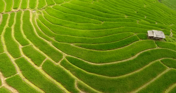 Rice Field Terrace on Mountain Agriculture Land