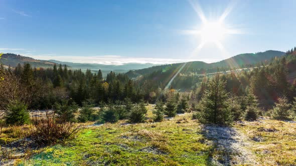 Sunny Forest Early in the Morning