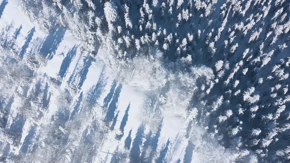 Top View of a Fabulous Winter Forest in Clear Sunny Day