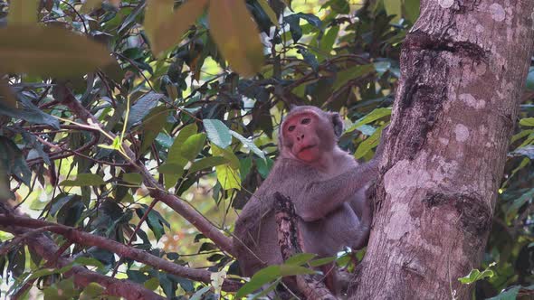 Macaque Monkey in the Jungle Trees