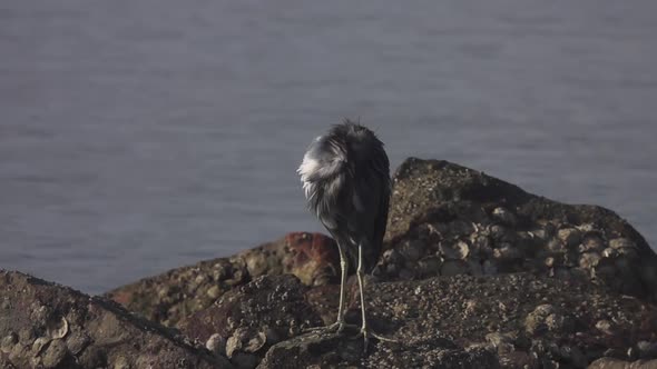 Little Blue Heron Bird Egretta Caerulea Preening Feathers