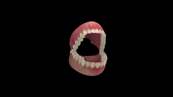 Teeth Anatomy alt