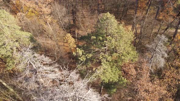 Trees in the Autumn Forest in the Afternoon