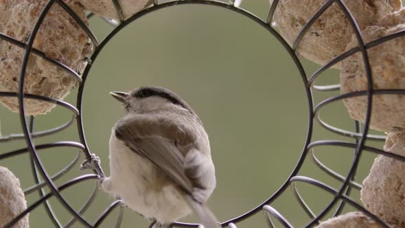 Black-capped chickadee pecking at fat balls in feeder, slowmo, seen from behind