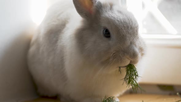 Decorative Domestic Rabbit Eats Dill. Adorable Little Bunny eating Greens. Healthy Animals Food 