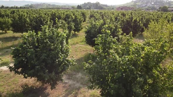 Hazelnut Trees Agriculture Farm Field Aerial View