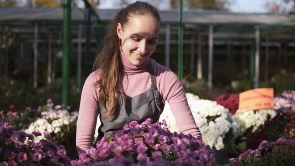 Young Woman in the Greenhouse with Flowers Checks a Pot of Chrysanthemum