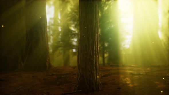 Firefly in Misty Forest with Fog