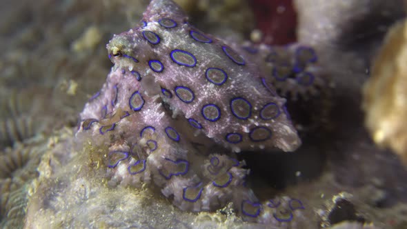 blue-ringed octopus crawling over coral reef at night showing vivid blue rings.