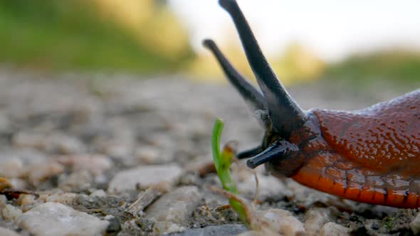 Extreme macro shot of crawling wild red slug (Arion Rufus) on pebbly ground in nature - Focus shot o