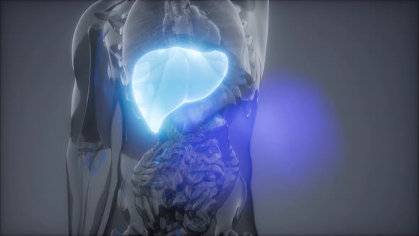 Human Liver Radiology Exam alt