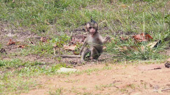 Small Macaque Monkey Eating Grass