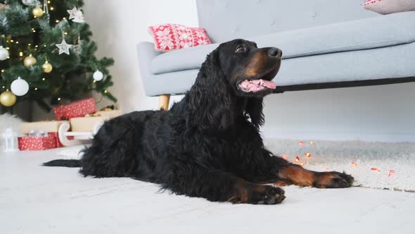 Scottish Setter Dog Near Christmas Tree