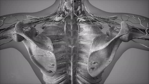 Anatomy Tomography Scan of Human Body alt