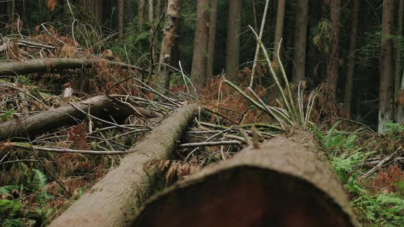 Vancouver British Columbia forest (Pacific Spirit Region)