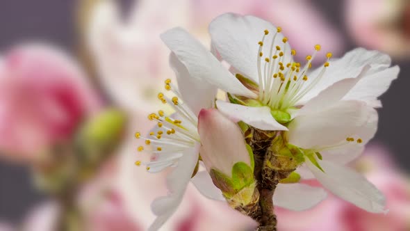 Apricot Blossom Timelapse 