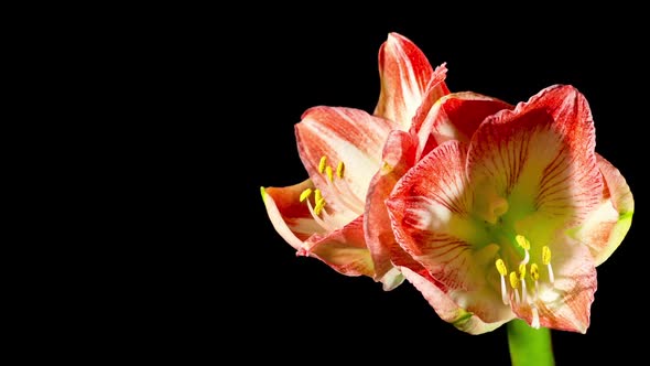 Red Flower Opening On Black Background