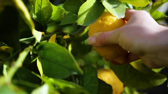 Lemon Trees with Ripe Yellow Lemons in Citrus Orchard