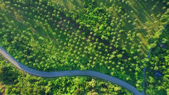 Drone flying over roads and coconut groves