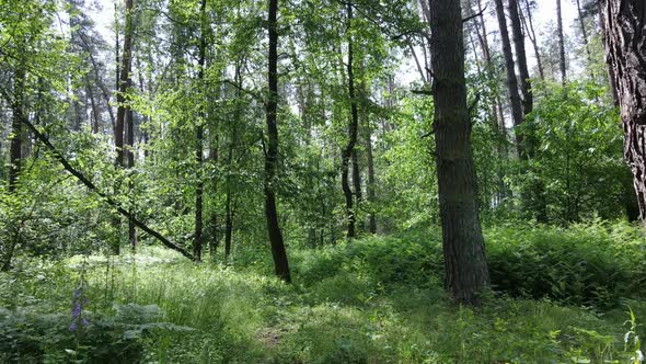 Trees in the Forest By Summer Day