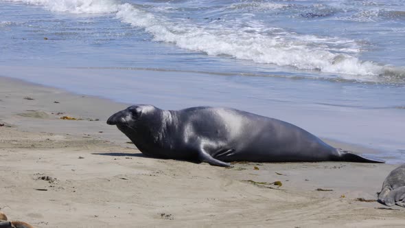 Elephant Seals on the central coast of California