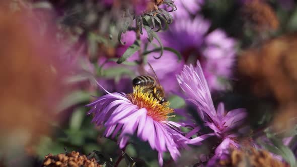 2018.10.18_2 The bee (lat. Anthophila) collects nectar and pollen.