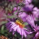 2018.10.18_2 The bee (lat. Anthophila) collects nectar and pollen. - VideoHive Item for Sale