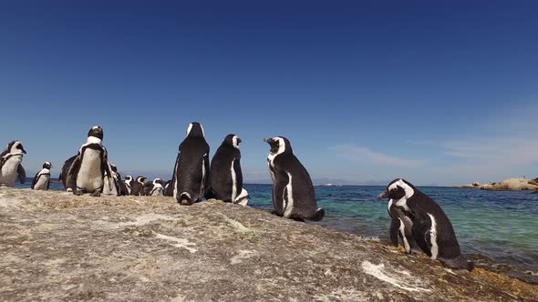 African Penguins On Coastal Rocks 