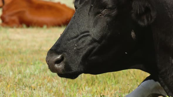 Black Cow Lies in the Meadow . Close Up