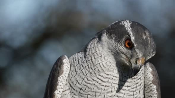 Goshawk, Bird Of Prey, Tilting Head, Close Up, Bokeh Background.