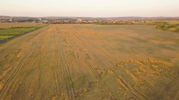 Aerial view of ripe farm field ready for harvesting with fallen down broken by wind wheat heads.