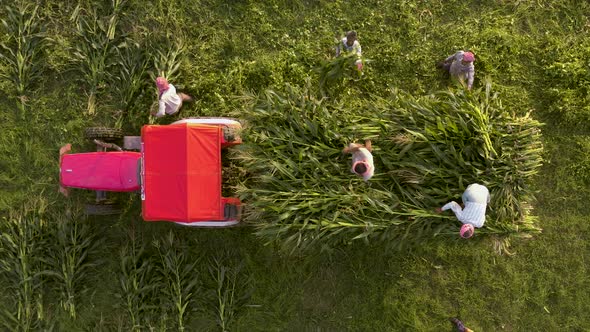 Famers harvesting corn in agricultural fields with a tractor, 4k aerial view top down