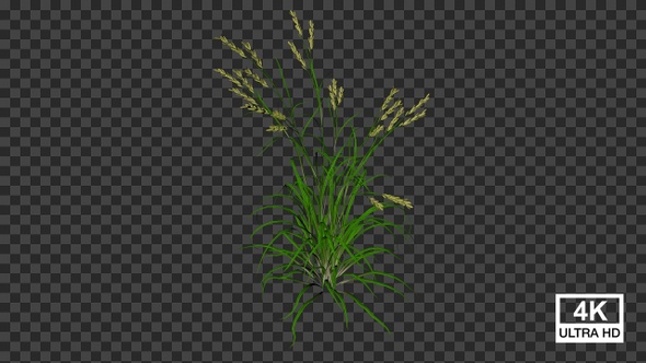 Soft Brome Grass Growing 4K alt