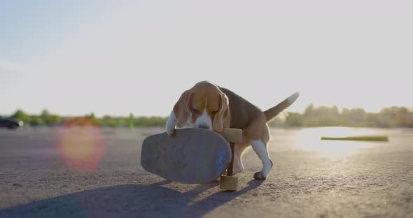 Beagle Skateboarder Dog Trains on a Board in the Parking