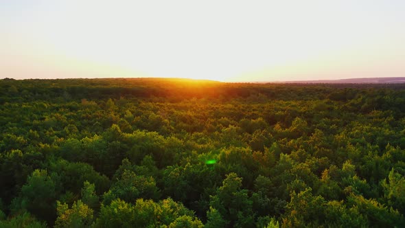 Forest at sunset