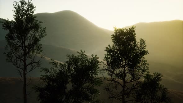 Carpatian Mountains Fog and Mist at the Pine Forest